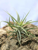 Tillandsia cacticola - 20 à 25 cm