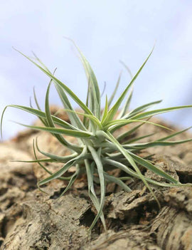 Tillandsia cacticola - 20 à 25 cm