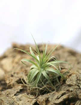 Tillandsia gardneri - 14 à 18 cm
