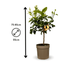 Bergamote 80 cm - clicktofournisseur.com