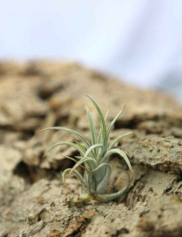 Tillandsia pueblensis - 5 à 8 cm