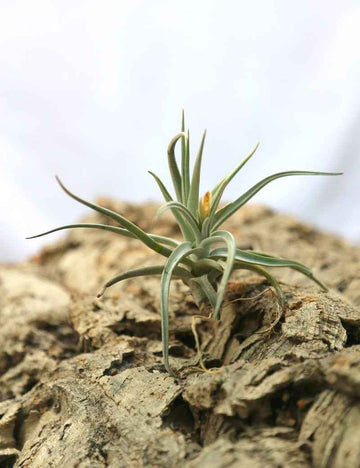 Tillandsia xiphioides