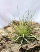 Tillandsia stricta - 8 à 12 cm