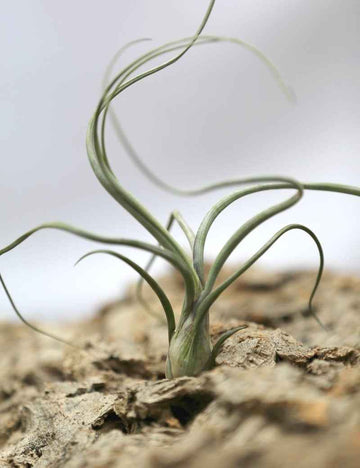 Tillandsia baileyi - 20 à 25 cm
