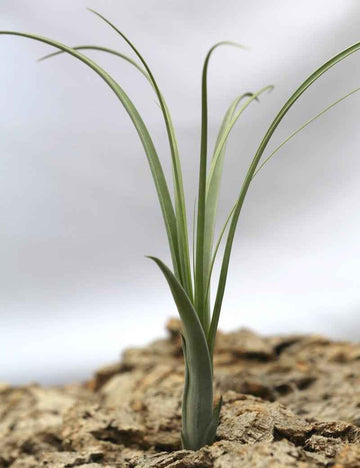 Tillandsia balbisiana - 22 à 25 cm