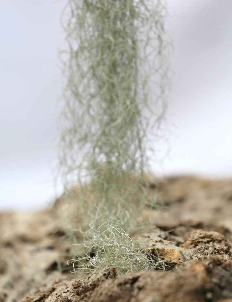 Tillandsia usneoides 'forme verte' - 50 à 60 cm