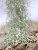 Tillandsia usneoides large argenté - 50 à 60 cm