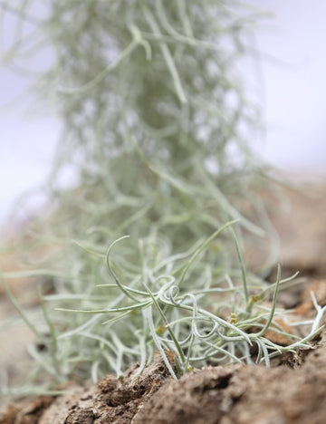 Tillandsia usneoides large argenté - 50 à 60 cm