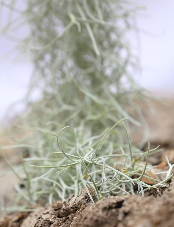 Tillandsia usneoides large argenté - 50 à 60 cm