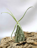 Tillandsia duratii - 25 à 30 cm
