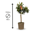 Citronnier Rosso 80 cm - clicktofournisseur.com