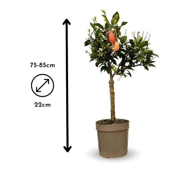 Citronnier Rosso 80 cm - clicktofournisseur.com