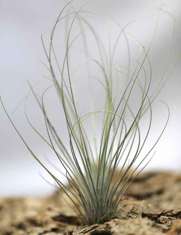 Tillandsia juncea - 20 à 25 cm
