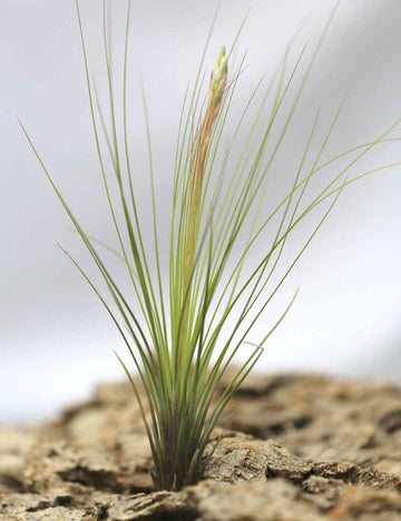 Tillandsia juncifolia