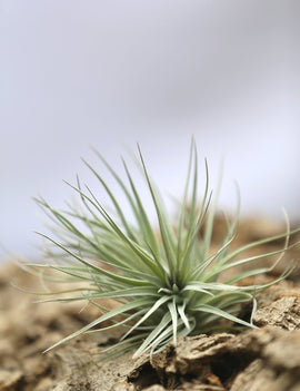 Tillandsia Houston