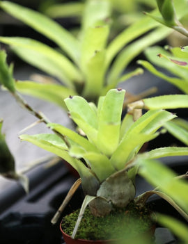 Neoregelia gavionensis plante d'intérieur élégante et facile d'entretien