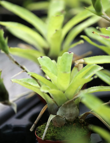 Neoregelia gavionensis plante d'intérieur élégante et facile d'entretien