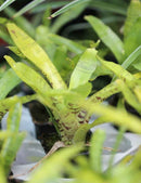 Neoregelia ampullacea