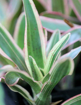 Neoregelia 'Iphigenie'