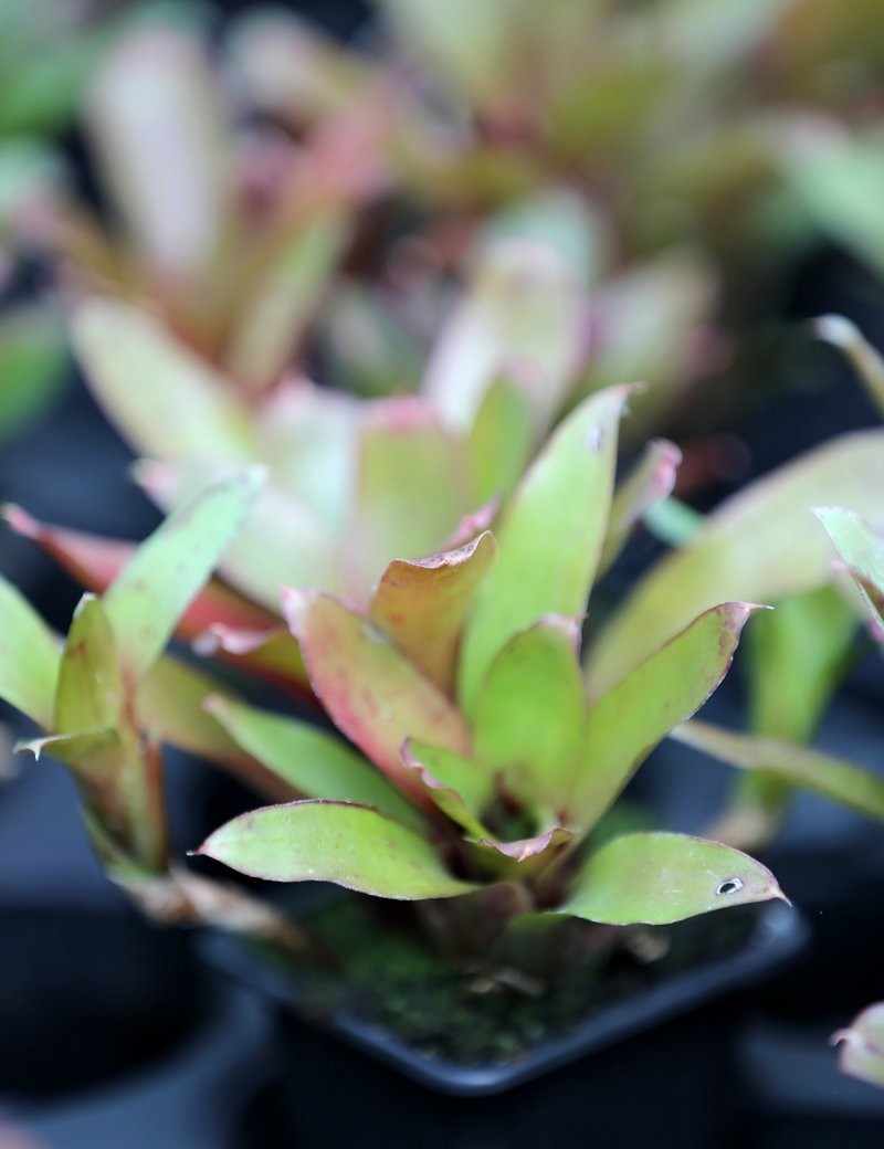 Neoregelia narziss - Plante d'intérieur élégante et facile à entretenir