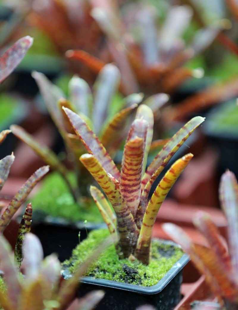 Neoregelia 'Adonis'