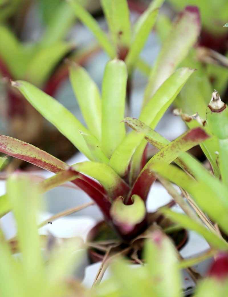 Neoregelia 'Ajax'