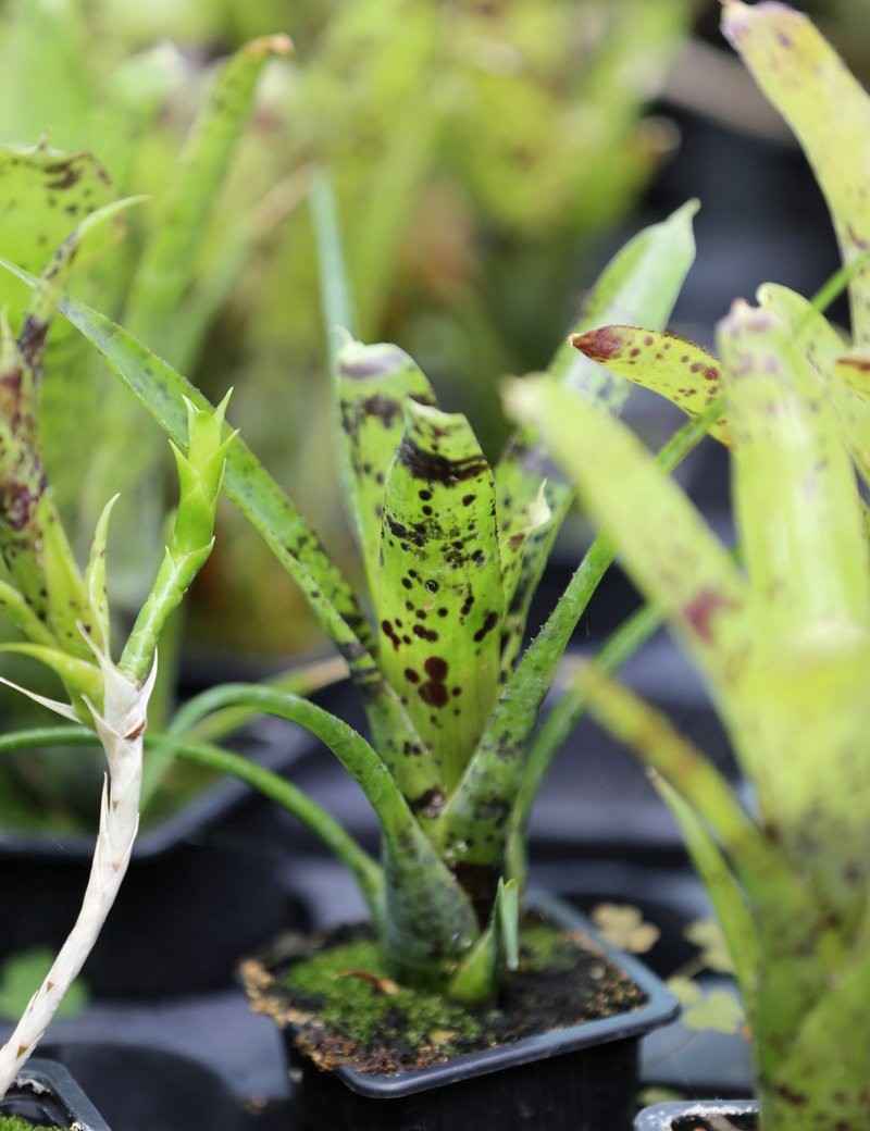 Neoregelia 'Anteia'