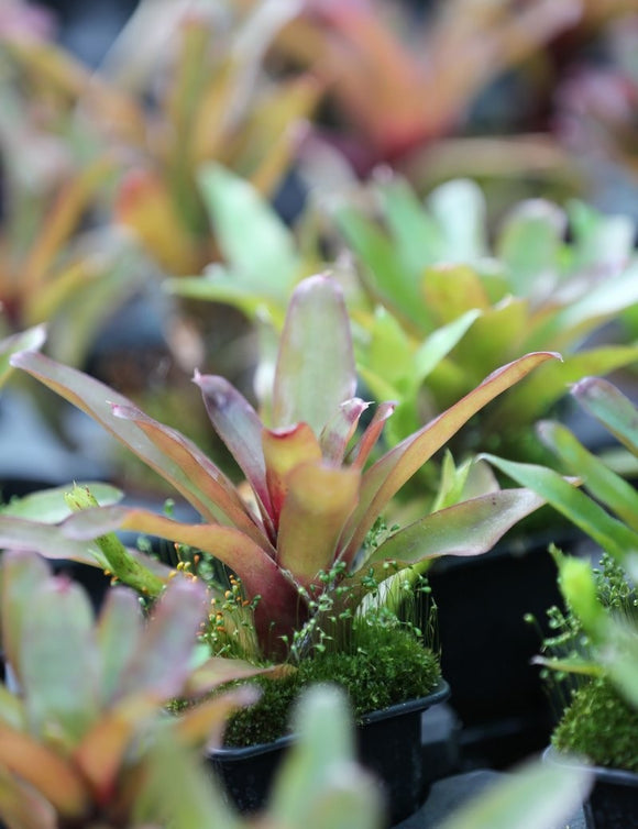 Neoregelia Mephisto plante d'intérieur pour une décoration intérieure parfaite