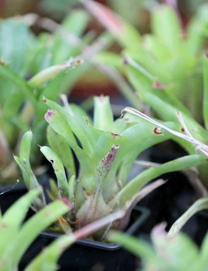 Neoregelia abendrothae