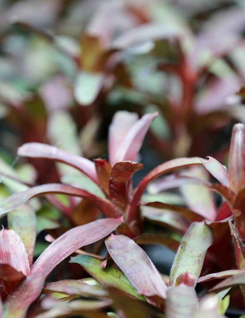 Neoregelia Amazon