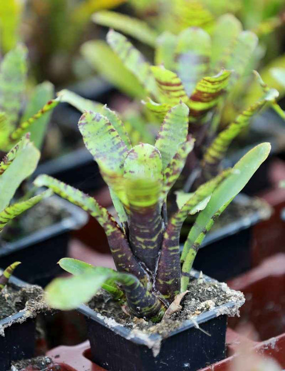 Neoregelia punctatissima