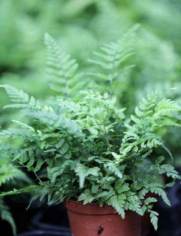 Athyrium spicatum