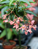 Begonia tamaya (maculata)
