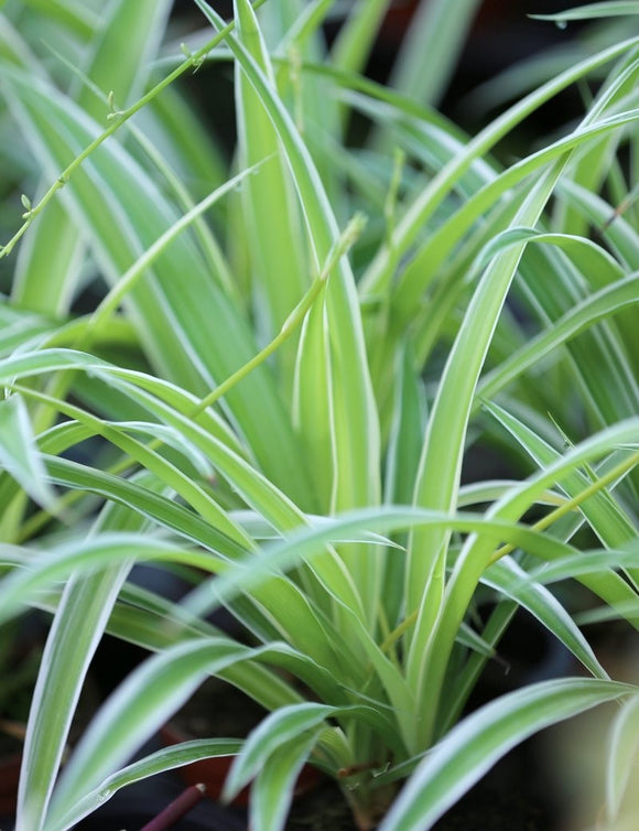 Chlorophytum pacific plantes d'intérieur élégantes et faciles d'entretien pour un décor moderne