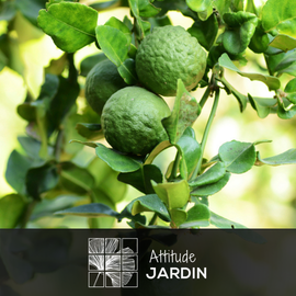 Bergamote 80 cm - clicktofournisseur.com