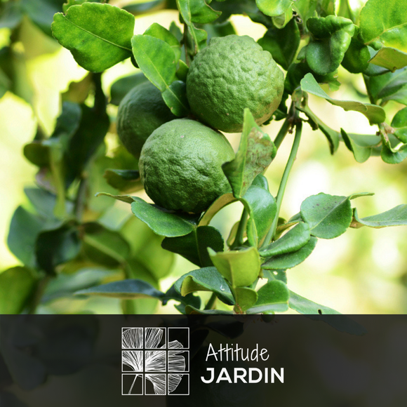 Bergamote 80 cm - clicktofournisseur.com