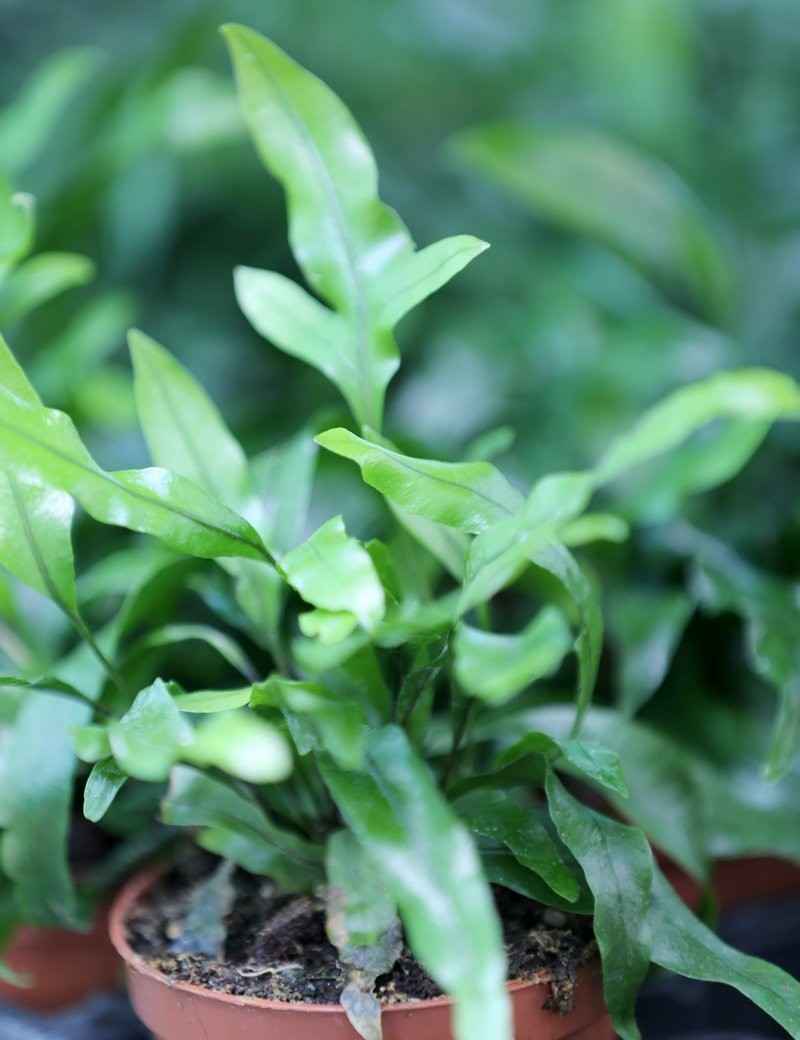 phymatosorus (microsorum) diversifolium