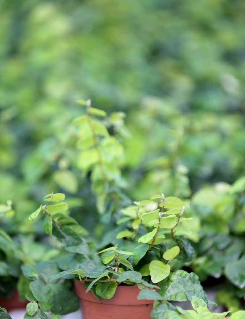 Ficus pumila