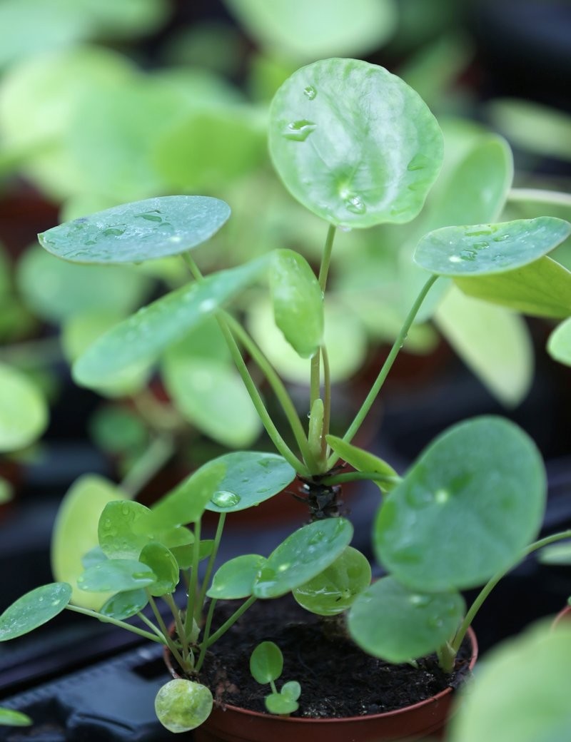 Pilea peperomioides 15-20 cm - Plante d'intérieur tendance