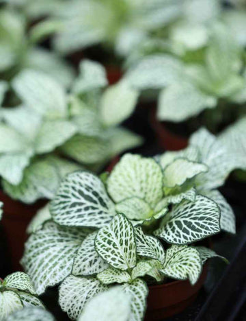 Fittonia blanc
