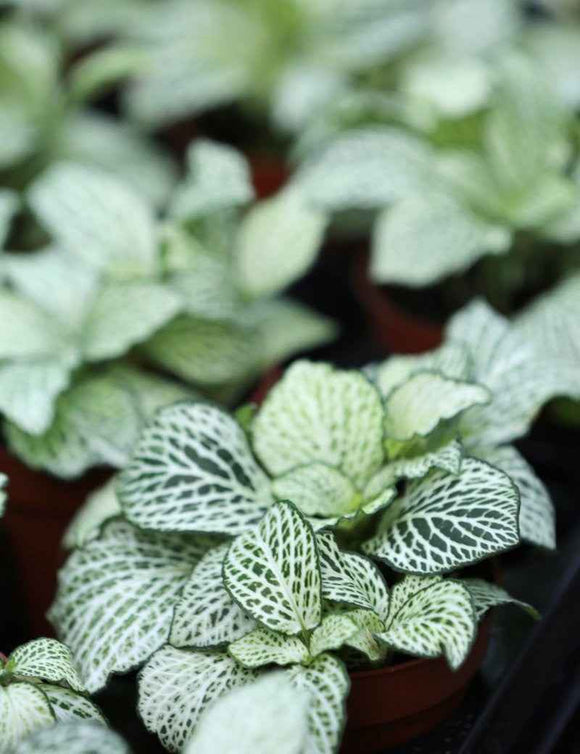 Fittonia blanc
