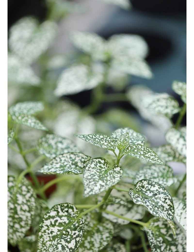 Hypoestes blanc