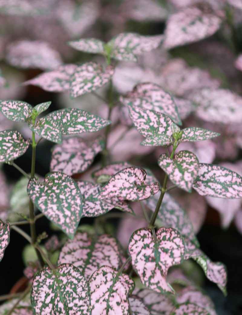 Hypoestes rose