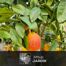 Citronnier Rosso 80 cm - clicktofournisseur.com