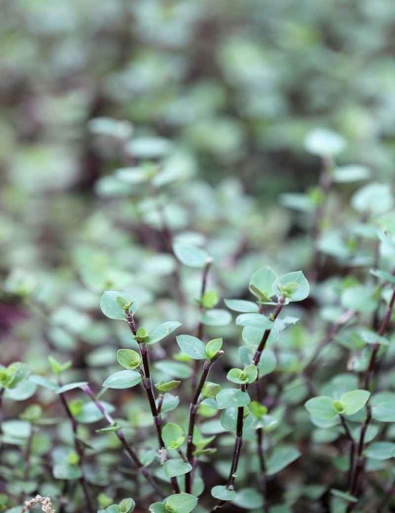 Callisia repens