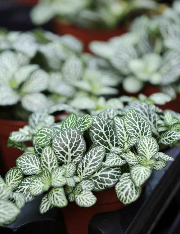 Fittonia vert