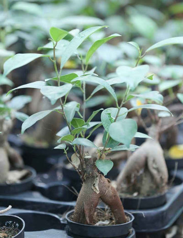 Ficus microcarpa ginseng