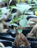 Ficus microcarpa ginseng