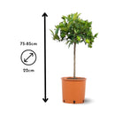 Clémentinier 80 cm - clicktofournisseur.com