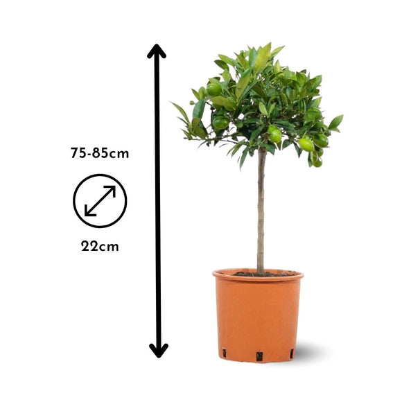 Clémentinier 80 cm - clicktofournisseur.com
